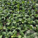 Pulmonaria off. 'Sissinghurst White GM 2,0L