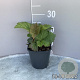 Rodgersia aesculifolia GM 2,0L