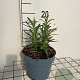 Rosmarinus officinalis GM 2,0L