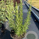 Rosmarinus officinalis GM 2,0L
