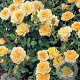 Rosa (P) Yellow Fairy GM C1.5