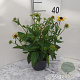 Rudbeckia f. 'Little Goldstar' GM 2,0L