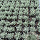 Santolina chamaecyparissus GM 2,0L