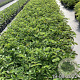 Sanguisorba h. 'Pink Brushes' GM 2,0L