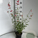 Salvia micr. 'Hot Lips' GM 2,0L