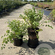 Sanguisorba minor GM 2,0L