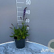 Salvia nem. 'Mainacht' GM 2,0L