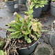 Salvia nem. 'Ostfriesland' GM 2,0L