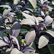 Salvia off. 'Purpurascens' GM 2,0L