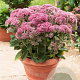 Sedum 'Carl' GM 2,0L