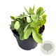 Sedum spectabile 'Brillant' GM 2,0L