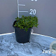Thymus serpyllum GM 2,0L