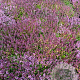 Thymus serpyllum GM 2,0L