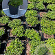 Thymus serpyllum GM 2,0L