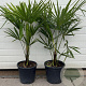 Trachycarpus fortunei 60-80 cm 5,0L