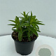 Veronica longif. 'Alba' GM 2,0L
