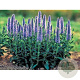 Veronica spic. 'Nana Blauteppich' GM 2,0L