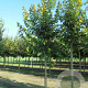 Acer rubrum Red Sunset 14-16 HO draadkluit