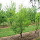 Acer griseum 200-250 cm draadkluit meerstammig