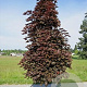 Acer platanoides 'Crimson Sentry' 12-14 HO draadkluit