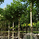 Acer rubrum 16-18 cm draadkluit