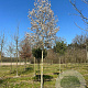 Amelanchier arborea 'Robin Hill' 18-20 HO draadkluit