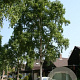 Betula ermanii 'Holland' 18-20 HO draadkluit