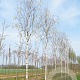 Betula utilis 'Doorenbos' 18-20 HO draadkluit