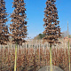 Carpinus betulus 16-18 cm draadkluit
