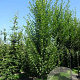 Carpinus bet. 'Fastigiata' 18-20 HO draadkluit geveerd