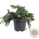 Cedrus deod. 'Feelin' Blue' 25-30 cm 5,0L