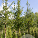 Cornus mas 12-14 HO draadkluit