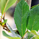 Crataegus lavalleei 'Carrierei' 12-14 HO draadkluit