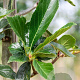 Crataegus lavalleei 'Carrierei' 12-14 HO draadkluit