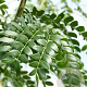 Gleditsia triacanthos 'Street Keeper' 20-25 HO draadkluit
