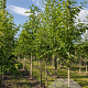 Halesia carolina 12-14 HO draadkluit