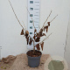 Hamamelis int. 'Diane' 50-60 cm 5,0L