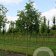Juglans regia 'Buccaneer' 16-18 cm draadkluit