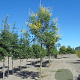 Koelreuteria paniculata 12-14 HO draadkluit