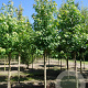 Liquidambar styraciflua 20-25 HO draadkluit