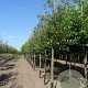 Malus d. 'Elstar' 20-25 HO draadkluit