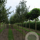 Malus d. 'Jonagold' 16-18 cm draadkluit