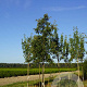 Malus hupehensis 'Arie Mauritz' 14-16 HO draadkluit