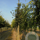 Mespilus germanica 'Bredase Reus' 14-16 HO draadkluit