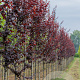 Prunus cer. 'Nigra' 14-16 HO draadkluit