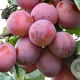 Prunus domestica 'Victoria' 18-20 HO draadkluit