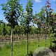Prunus serrulata 'Sunset Boulevard' 18-20 HO draadkluit