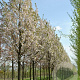 Prunus serrulata 'Sunset Boulevard' 20-25 HO draadkluit