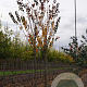 Prunus sargentii 'Rancho' 20-25 HO draadkluit
