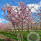 Prunus serrulata 16-18 HO draadkluit